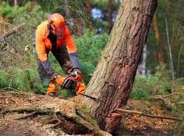 Best Stump Grinding and Removal  in South Oroville, CA