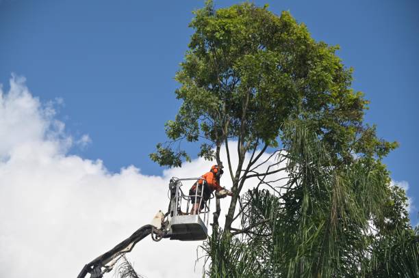 Best Palm Tree Trimming  in South Oroville, CA